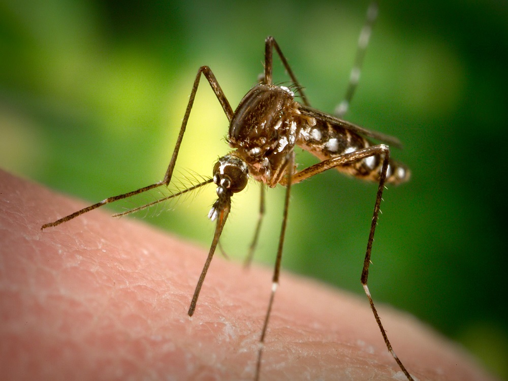 Mosquito Control Methods