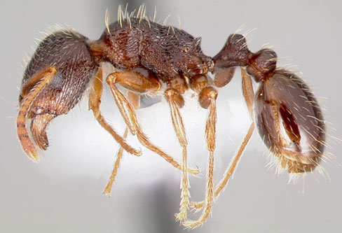 Pavement Ants pest control