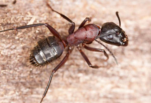Carpenter Ants pest control