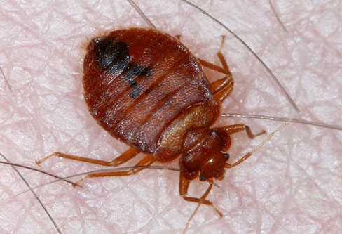 Cimex Lectularius Bed bugs contro