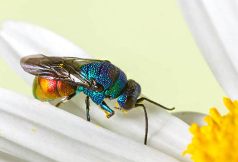 Jewel Wasp control