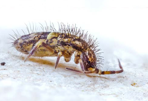 Springtail Flea Control