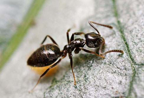 Odorous House Ants pest control