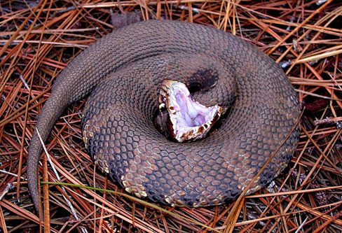 Cottonmouth Snakes