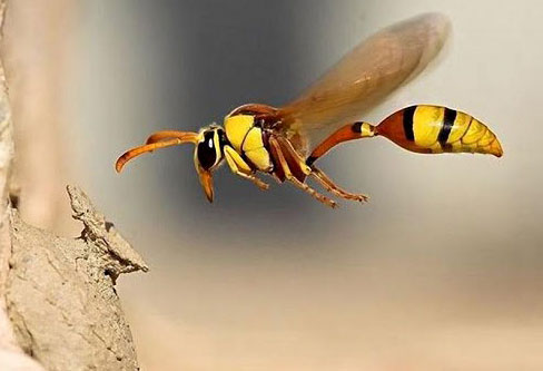 Are Wasp Stings Dangerous to Humans?