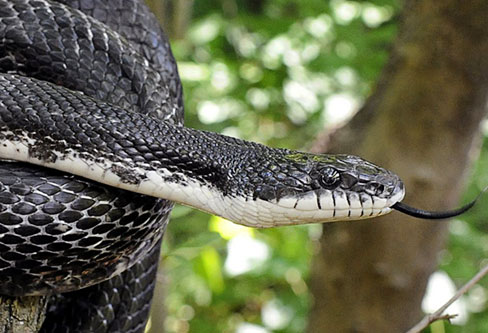 Black Rat Snake pest control