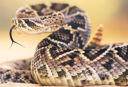 Rattlesnake Pest Control