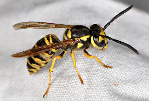 Yellowjacket Wasps control