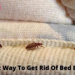 Best Way To Get Rid Of Bed Bugs