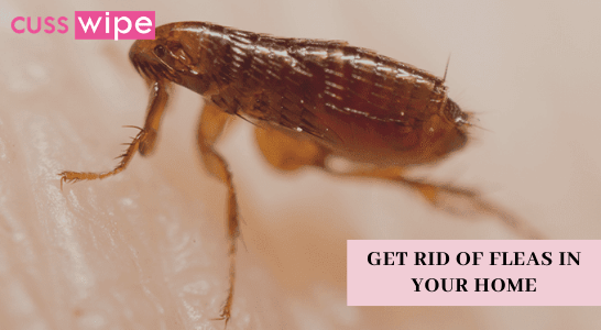 Get Rid of Fleas in Your Home