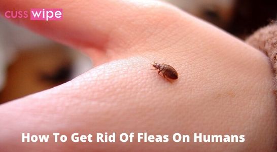 How To Get Rid Of Fleas On Humans