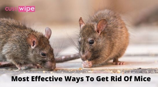 Most Effective Ways To Get Rid Of Mice