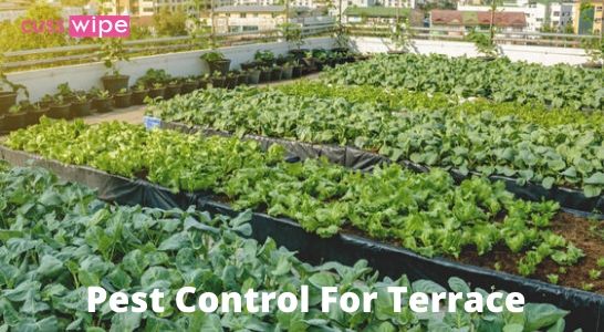 Pest Control For Terrace