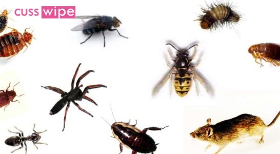 Different Types Of Pests- With Their Appearance