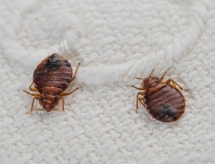 Most Effective Bed Bug Treatment