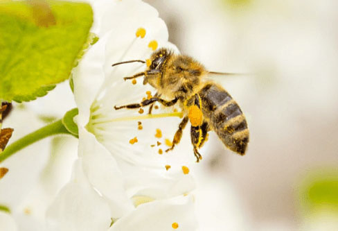 Japanese Honey Bees