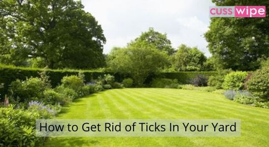 How to Get Rid of Ticks In Your Yard - Most Effective Tips to kill Ticks