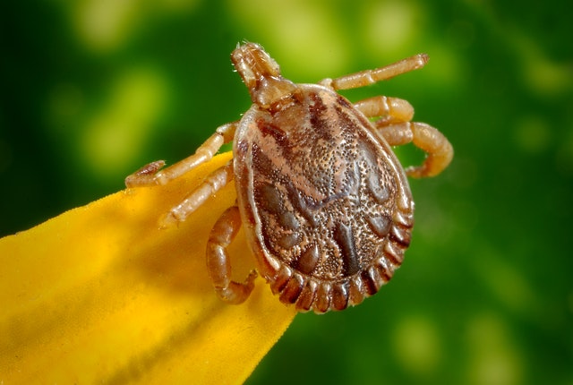 Fleas and Ticks Prevention Tips